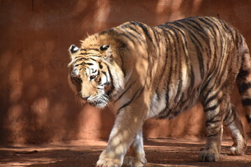 this is a Panthera tigris tigris 