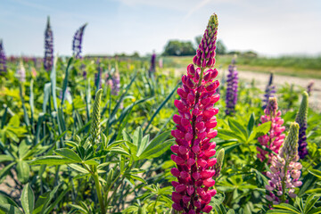 Red blooming lupine in the foreground against the background of differently colored flowers. The photo was taken in a Dutch flower nursery on a sunny day  in springtime.