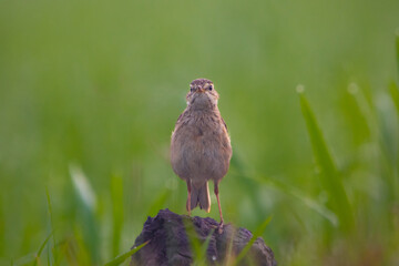 Blyth's pipit
