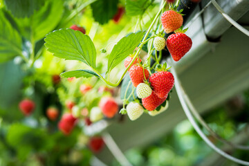 Culture de fraises hors sol, champs de fraise sous serre dans les Landes en France 