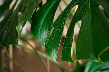 Monstera leaves in the interior close-up with water drops. Watering tropical green houseplants.