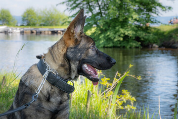 A dog portrait of a happy six months old German Shepherd puppy with a lake and yellow flowers in...