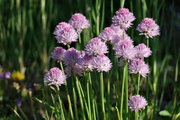 Fototapeta premium a group of blooming white-pink flowers with spherical shapes on round green stems