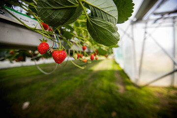 Culture de fraises hors sol, champs de fraise sous serre dans les Landes en France 