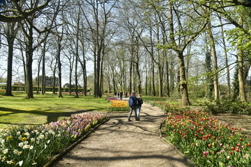 Fototapeta na wymiar Chemin entre les parterres de tulipes dans le bois au domaine du château de Grand Bigard à l'ouest de Bruxelles
