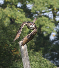 Flying Eagle Owl