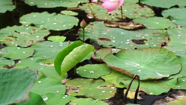 lotus and lotus leaf in the pond.
