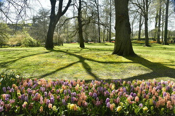 Forêt de tulipes multi-couleurs entre les arbres et pelouses du parc au château de Grand-Bigard à l'ouest de Bruxelles 