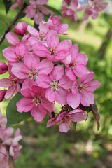 Branch of purple blossoming paradise apple tree on the nature background in spring in Kaunas, Lithuania