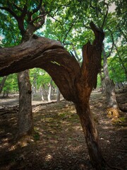 Obraz premium Forest above the village Kuchyna, bent tree, Slovakia