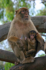Naklejka premium a female macaque with her baby hanging on her, sitting on a tree, Gibraltar