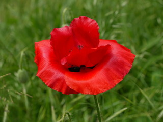 Mohn