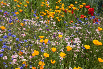Tapis de fleurs de printemps avec coquelicot, escholtzia et bleuet