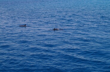 Delfine beim spielen im Roten Meer - Blaues Wasser und spielende Delfine © Emanuel