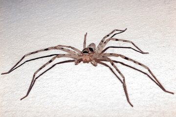 Long-legged spider on a plaster wall.