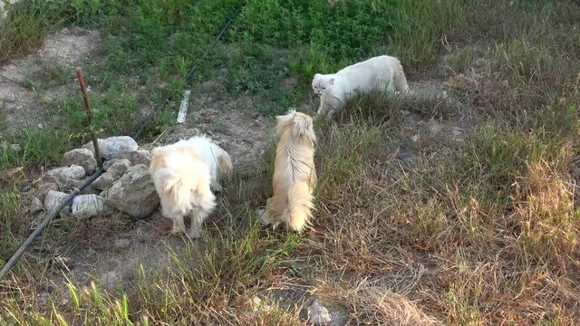 Yumaklar, Antalya, Turkey - 27th of May 2021: 4K Scottish fold cat wins two Pekinese dogs
