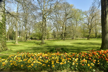 Forêt de tulipes multi-couleurs entre les arbres et pelouses du parc au château de Grand-Bigard à l'ouest de Bruxelles 