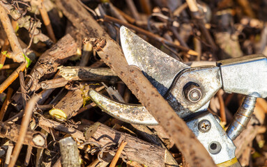 Pruning shears cutting branches in the garden