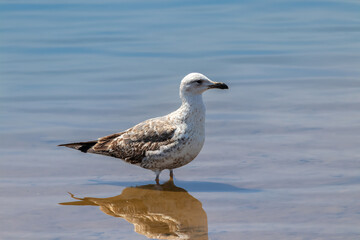 A lesser black-backed gull - Larus fuscus - in the natural area of Marismas del Odiel, Huelva, Spain