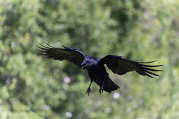 Corneille noire Corvus corone en gros plan ou en vol