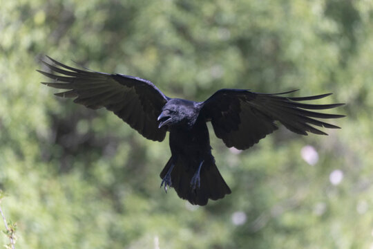 Corneille noire Corvus corone en gros plan ou en vol