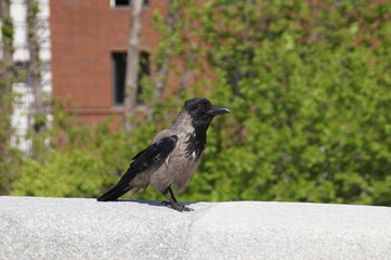 crow