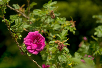 ピンクのハマナスの花