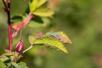 Beautiful dragonfly on a background of green foliage. Macro photo of insects.