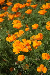 Tapis de fleurs d'escholtzia