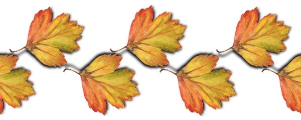 Watercolor autumn leaves on a white background. Seamless border, pattern