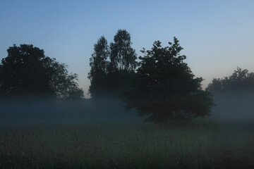 młode drzewko we mgle 