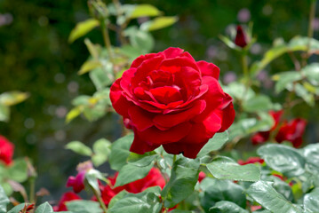 赤い薔薇の花