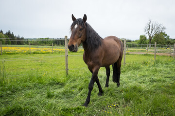 Pferd / Rennpferd auf grüner Wiese