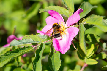 A bee on a scarlet flower collects nectar. Macro photo of insects.