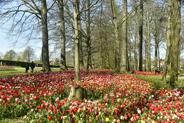 Mer de variétés de tulipes entre les arbres au bois du domaine du château de Grand-Bigard à l'ouest de Bruxelles