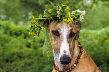 Galgo Espa&ntilde;ol mit Bl&uuml;tenkranz