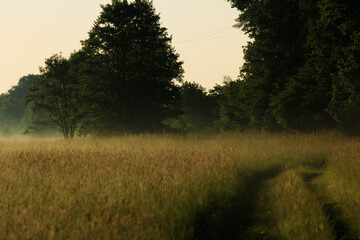 droga do lasu o wschodzie słońca 