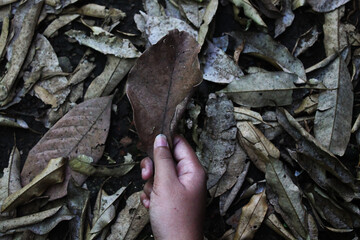 People's hands holding dry leaves