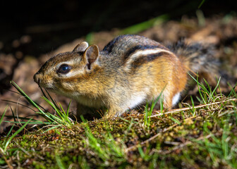 Naklejka na ściany i meble A Chipmunk caught in the open in the Catskill Mountains in Grahamsville, NY!