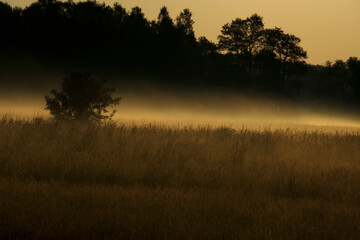 las  drzewko i mgła o wschodzie © mateusz