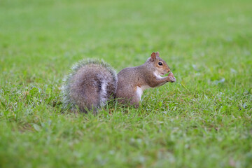 Close up  shot of a brown eastern gray squirrel eating holding acorn surrounded by lush green grass. Selective focus, shallow depth of field, blurred natural background.