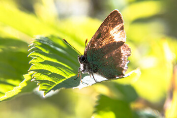 A beautiful moth on a green leaf. Macro photo of insects. .