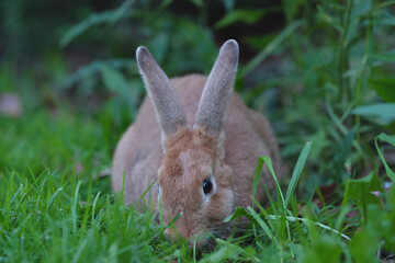 Close up shot of a curious cautious cute brown bunny rabbit eating green leafs surrounded by lush green plants. Selective focus.