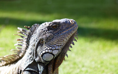 Closeup macro photo of sunbathing large iguana in its natural habitat. Selective focus, blurred natural green background. 
Seminario Park (Parque de las iguanas), Guayaquil, Ecuador.
