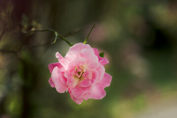 Obraz premium ピンク色の薔薇