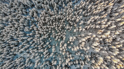 Snowcapped Evergreens Winter Colorado