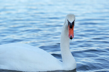 White swan with bright red beak swimming in the lake. Small water drops on the beak and feathers.
Selective focus, blurred blue water background.