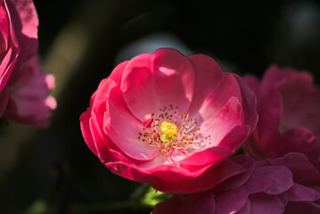 ピンク色の薔薇