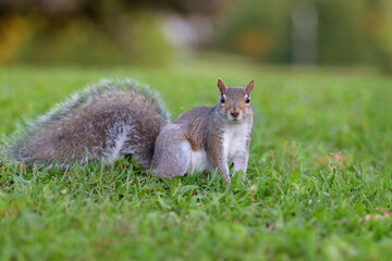 Close up  shot of a brown eastern gray squirrel eating holding acorn surrounded by lush green...