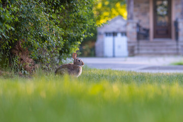 Close up shot of a curious cautious cute brown bunny rabbit eating green grass on a street in residential area. Selective focus, blurred background. Wildlife in a city concept. Space for copy.